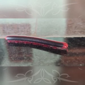 Train Insect | Life of Animals