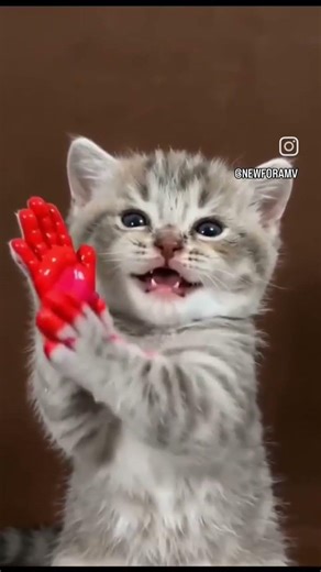 learning color with cat #cat #cutecats #funnyanimals #catlover