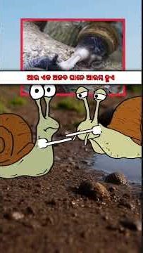 How To Reproduce Snails