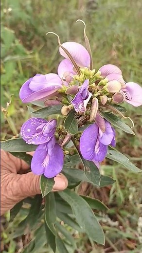 LICORICE: The plant that generates health for the body and beauty for the garden