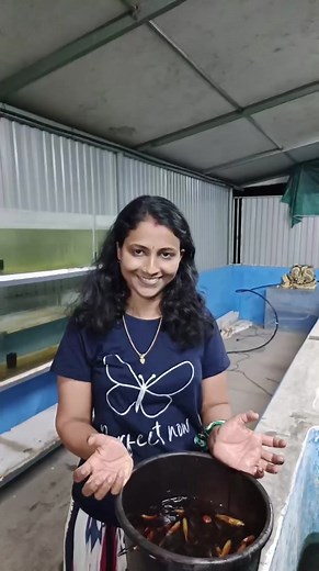 Tiger barb and Rosy Barb #tigerbarb #rosybarb #ornamentalfish | Parvathy Vinod
