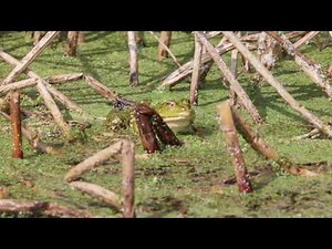 Froschgeräusche und Froschquaken im Froschteich