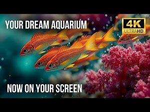 🧘‍♂️ 4K Real Aquarium Live | Beautiful Fish Tank for Meditation, Sleep & Stress Relief (12h)