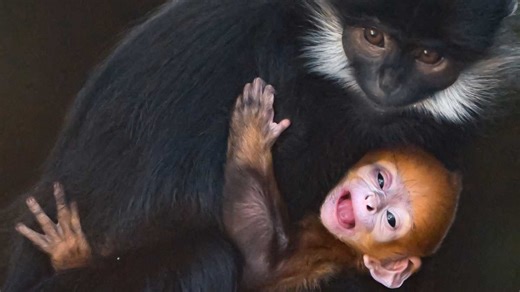 Adorable endangered baby monkey born earlier this month at OKC Zoo