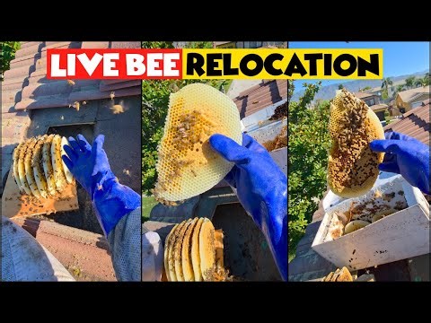 How I Removed an Aggressive Bee Colony