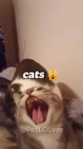 Managing Life with Two Cats: Tips and Fun