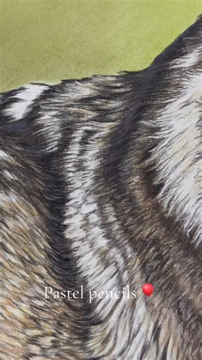 #tamingwildlife #pastelpencils #wolves #howtodraw #portraitartist #Timberwolves #wildlifepainting | Lucy Swinburne - Pastel Pet Portraits