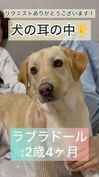 Inside a dog's ear 🐶👂 #LabradorRetriever #dog #short #ear #dailylife #pet #largedog #relaxing #fa...