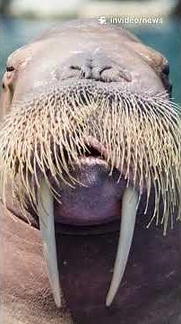 Walrus Fact: Cute but Show-Off Tusks