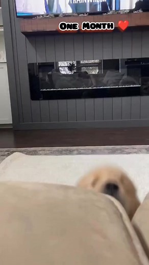 Golden retriever transformation | beautiful Beasts