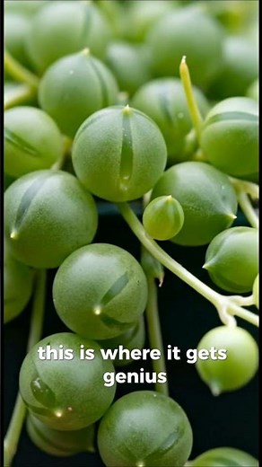 The Plant With Windows On Its Leaves #shorts