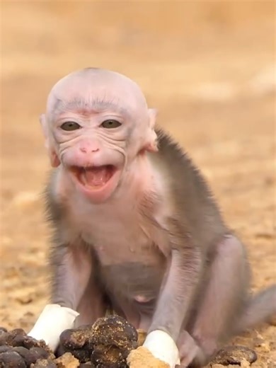 29K views · 591 reactions | baby monkey boum family | Happy Monkey | Facebook