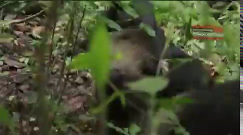 What is the Marxist position on the monkey war