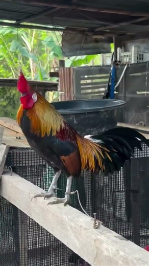Gà rừng F2 #garungf2 #Ayam hutan F2 #ไก่ป่ารุ่น F2 #F2 Wild Chicken #Qaibqus #qiabqustom2