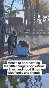 What is your favorite thing about the holidays? Our monkeys have different opinions about gifts from their keepers 😂 (video: Keeper Hannah) | Wildlife World Zoo