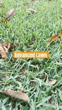 St Augustine Sod install Before and After