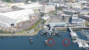 Winter project at Bremerton ferry terminal to trim back some runs