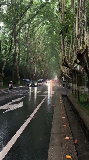 Nanjing's Rainy Platanus Avenue You Haven't Seen