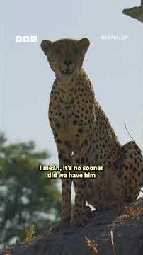 The highs and lows of filming a cheetah - BBC