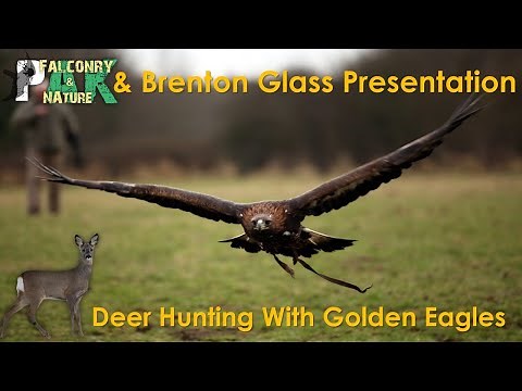 Deer Hunting with Golden Eagles | Brenton Glass & Pak Falconry
