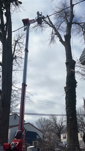 Cut and Chip Tree Service on Instagram: "Dead trees aren’t just ugly — they’re risky 👀 Looking for a certified arborist near you? Call Cut and Chip Tree Service today for professional tree service in St. Louis, Missouri. #stl #fyp #viralreels #arborist #trending"