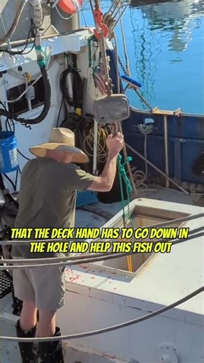 What is this fish coming out of the hole?