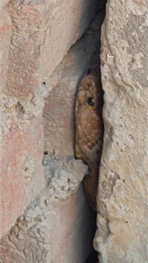 Deewar ke beach, big size, kaa cobra dikha #snake #animals