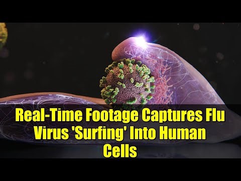 Real-Time Footage Captures Flu Virus 'Surfing' Into Human Cells | Breakthrough Discovery
