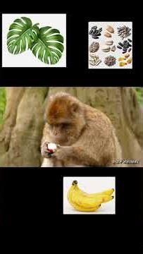 CARACTERISTICAS DEL MONO
