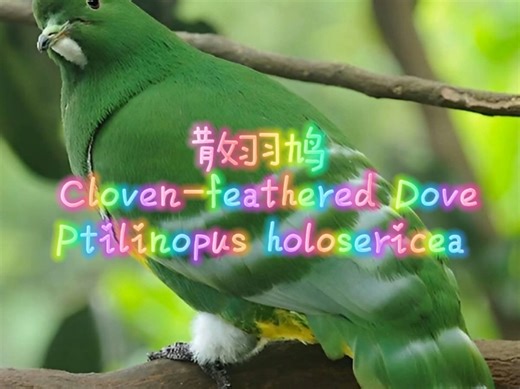 物种图鉴（鸽形目Columbiformes）