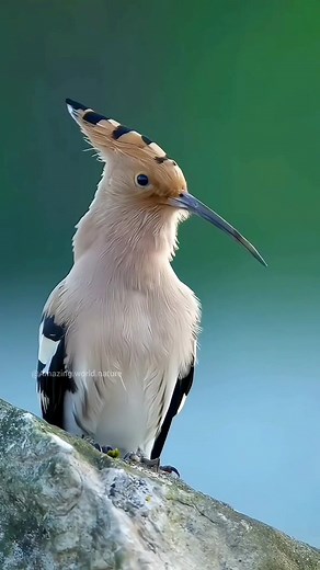 Bird Symphony: Nature's Amazing Singers