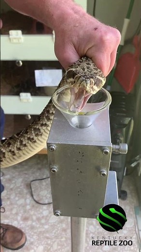 Eastern Diamondback rattlesnakes during venom extractions #venomouscreatures #science