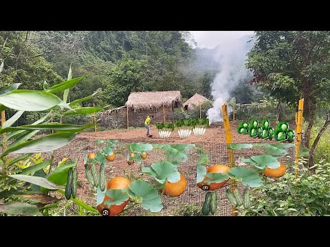 Vietnamese girl builds a huge vegetable garden and takes care of animals - Pa Thiep