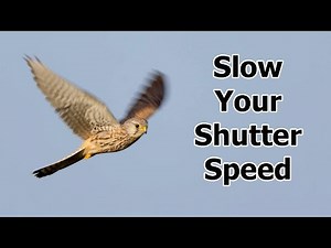 Shutter Speed Photography - How to Use a Slow Shutter Speed for Birds in Flight