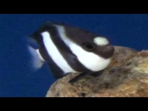 Whitetail Dascyllus - Three-Stripe Damsel - Tropical Fish