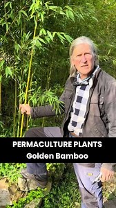 What type of bamboo does David Holmgren grow at Melliodora? Golden Bamboo grows well in a temperate climate - but you have to keep an eye on it or it might go wandering about where it's not welcome! #bamboo #goldenbamboo #permacultureplants #davidholmgren #melliodora #resilience | Holmgren Permaculture