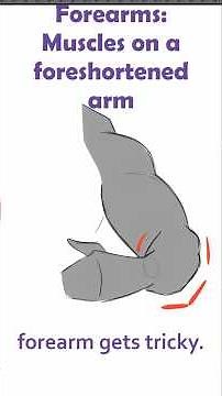 Foreshortened forearm muscles