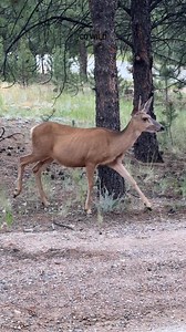 99K views · 3.1K reactions | I saw this beautiful doe last night. She must’ve been a late season breeder because it looks like she’ll be having her fawn any day now. So excited there will be more little arrivals! #deer #muledeer #animallover #pregnant #wildlife #reels #nature #foryouシ #wildlifephotography #wildanimals | Colorado Wild Photography | Facebook