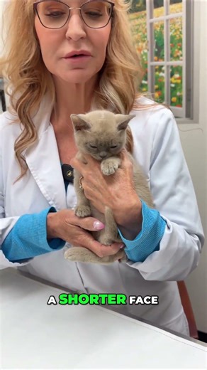 What Makes Burmese Cats So Unique Compared to Other Breeds?