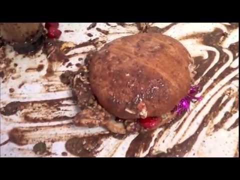 How To Make a Krabby Patty in Forward and Reverse (READ DESCRIPTION)