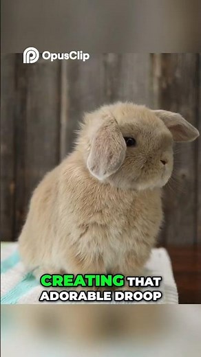 Why Lop Bunnies Melt Our Hearts—And It’s Not Just the Ears