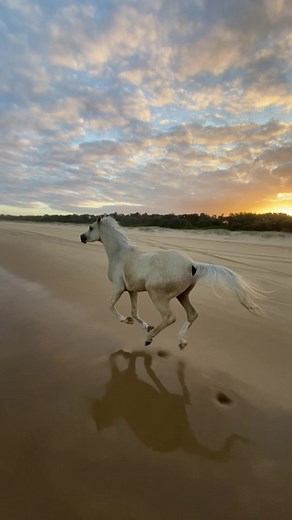 Horse Riding on the Beach at Sunset