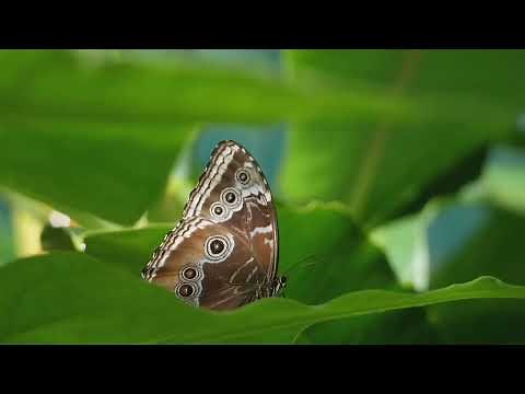 Guess That Amazon Rainforest Animal! Fun Animal Quiz for Kids | Educational Jungle Adventure