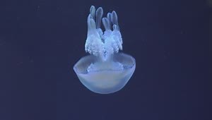 Stock Video Barrel Jellyfish Heading Down Live Wallpaper For PC