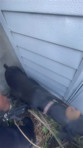 The City of Miami Department of Fire-Rescue responded to a call after a dog was found trapped between a home and a shed. Missing since December 31, probably hiding from fireworks, Bambi was freed by the crew from our technical rescue team using hydraulic tools and safely reunited with her owners. Great job, Engine 6A! | Miami Fire Rescue