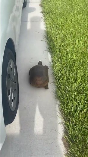 I found one of the comcast turtle !!!! ( Bill Slowskys)