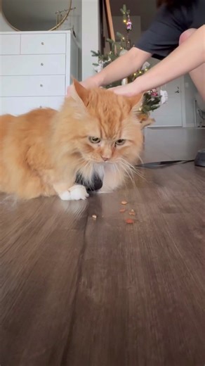 Slinky's Unique Adventures Inspired by Toy Story