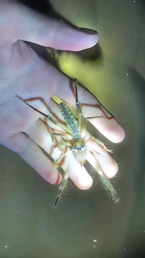 To the victor go the spoils 🙏 #bugfight #insects #bug