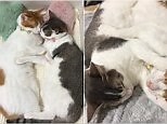 Rock-a-bye baby: Adorable twin cats cuddle up when they sleep
