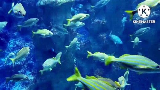 Inside Sea || Different types of fish ||